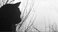 Sonar - Sen